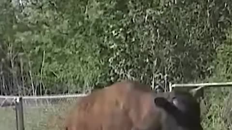 Incredible animal escapes