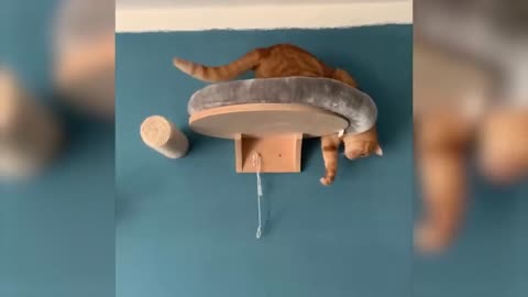 Funny Animals Video - Best Cats😹 and Dogs🐶 Funniest Videos 2023🥰