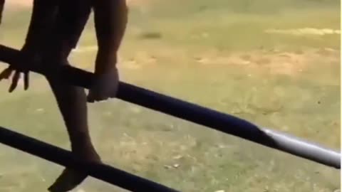 When animals attack