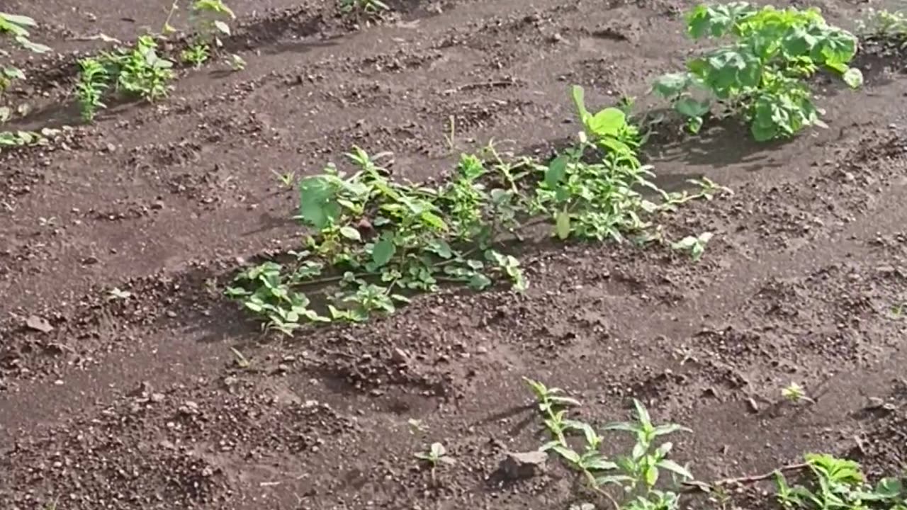 My village