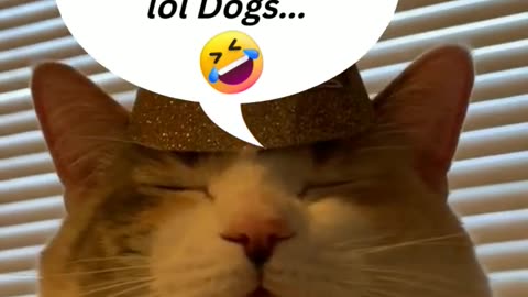 Top Funniest Animal Videos of 2022 // Cat Reaction #shorts #cats #funny