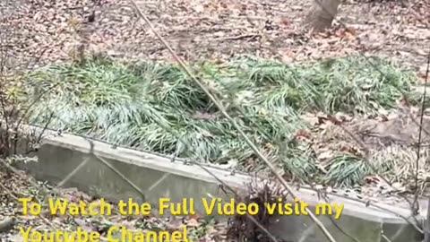 Eagle relaxing 🦅
