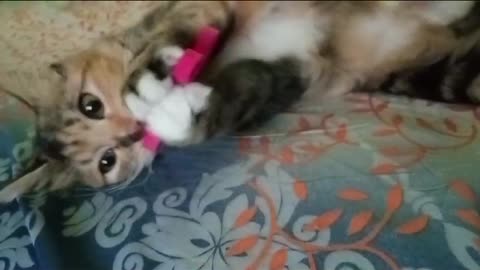 My cat Rara invites me to play