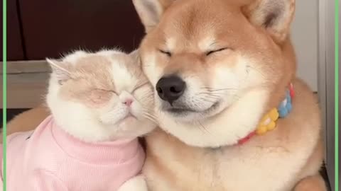 this dog and cats are just like brother sisiter