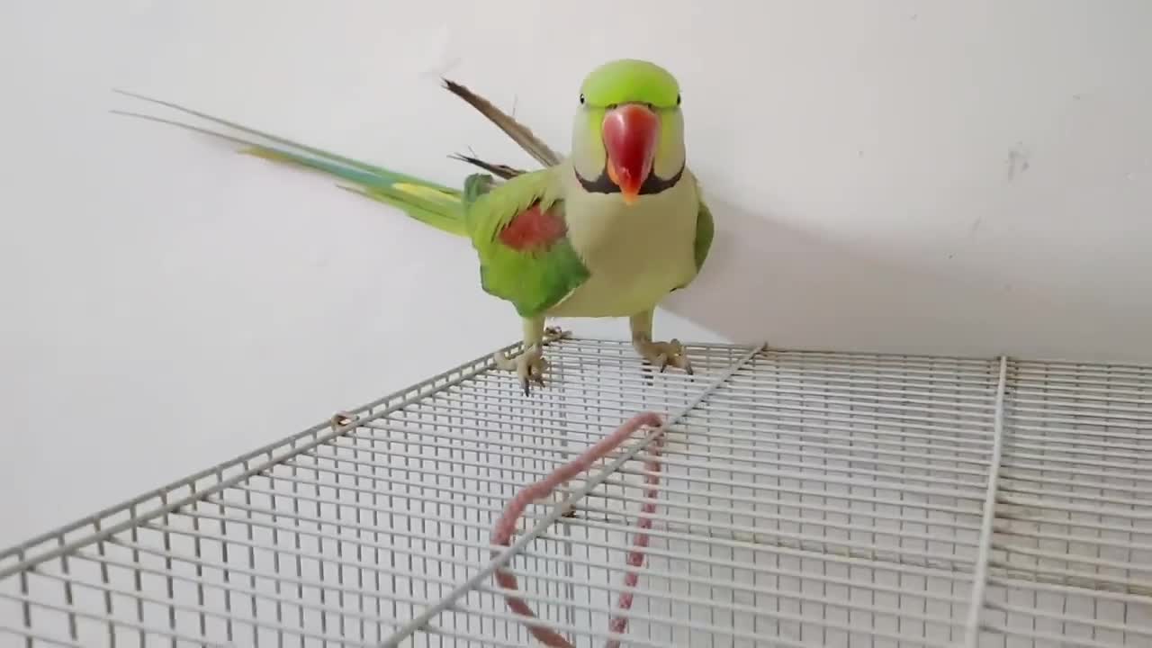 Kaccha badam Pushpa Nhi Pablo Parrot hai apni Singing ka fan p4