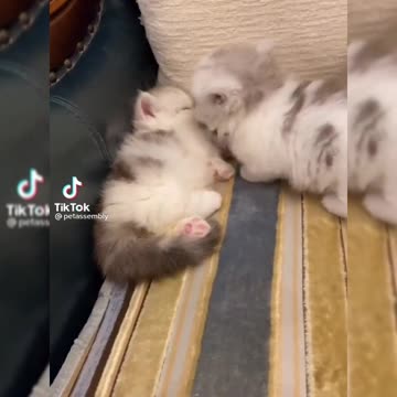 Precious 💕 kitten gives kisses to each other 😍💕