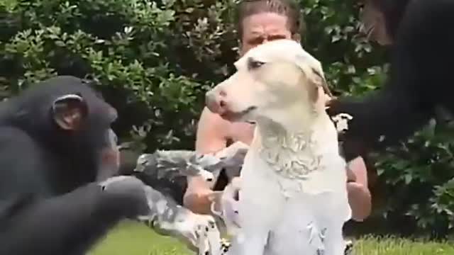 Monkeys wash the dog