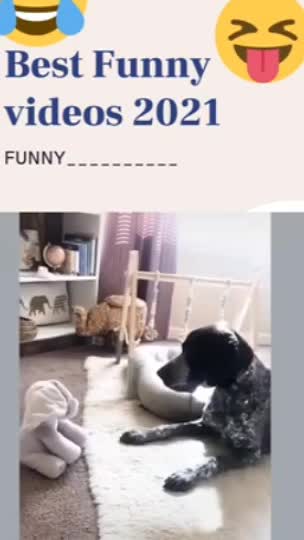 Dog funny comedy