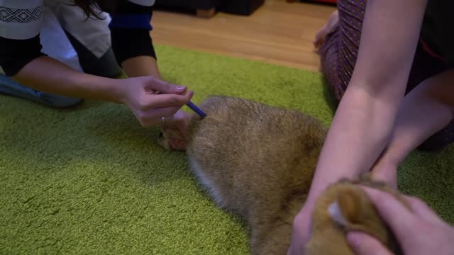 Veterinary doctor and Hosico