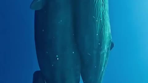 Whale Family