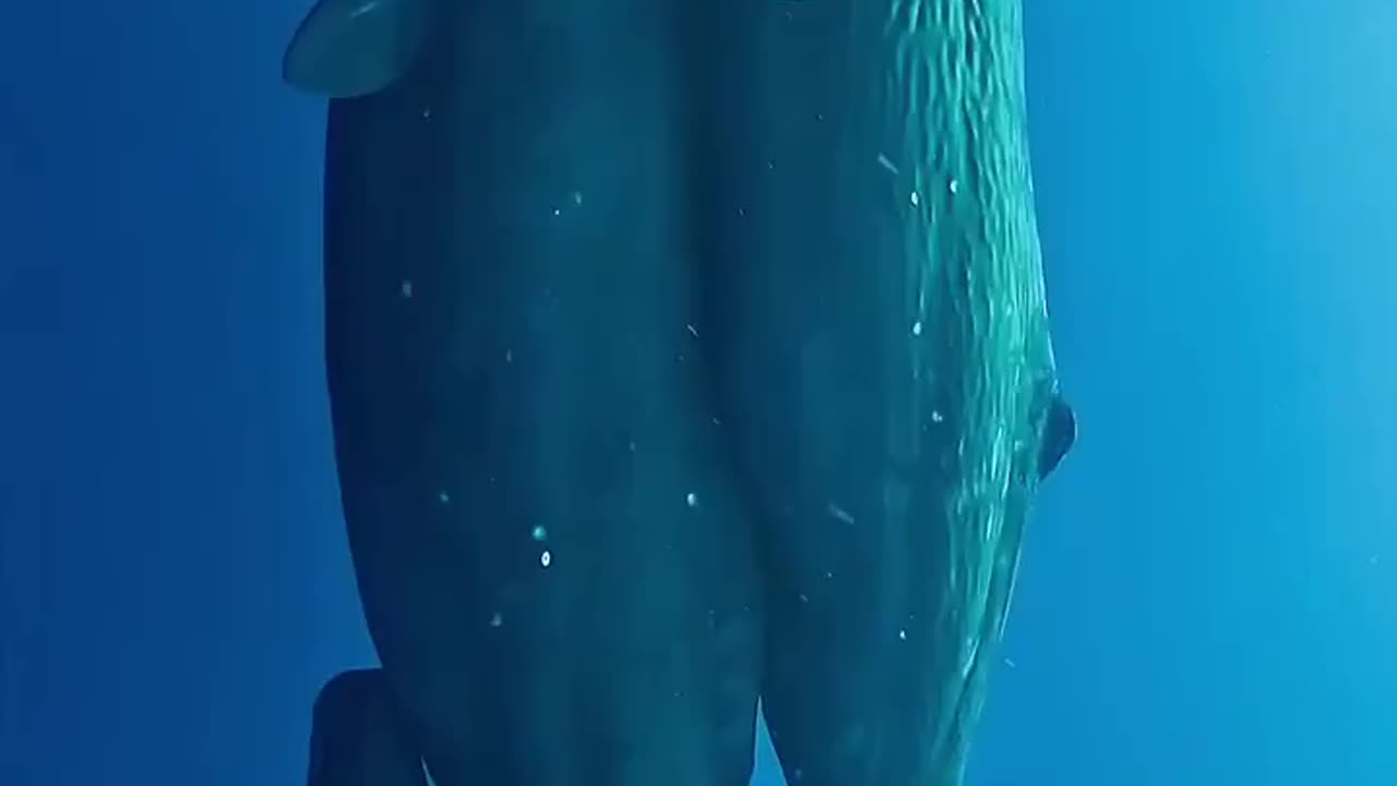 Whale Family