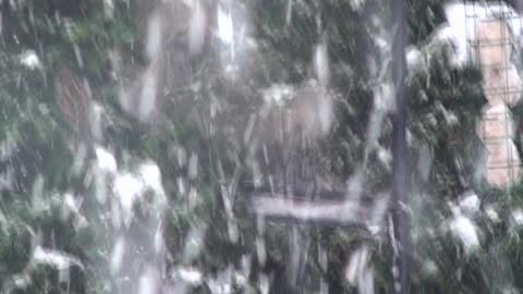Dec 2010 Snow and birds Westhill Aberdeenshire