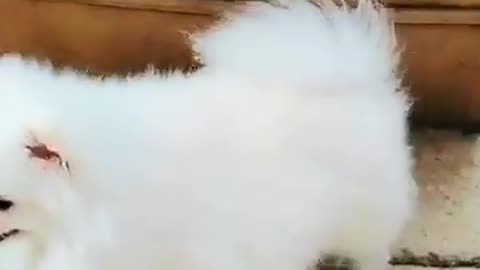 20180922文贵先生视频¹：Snow在偷吃他女朋友的飯