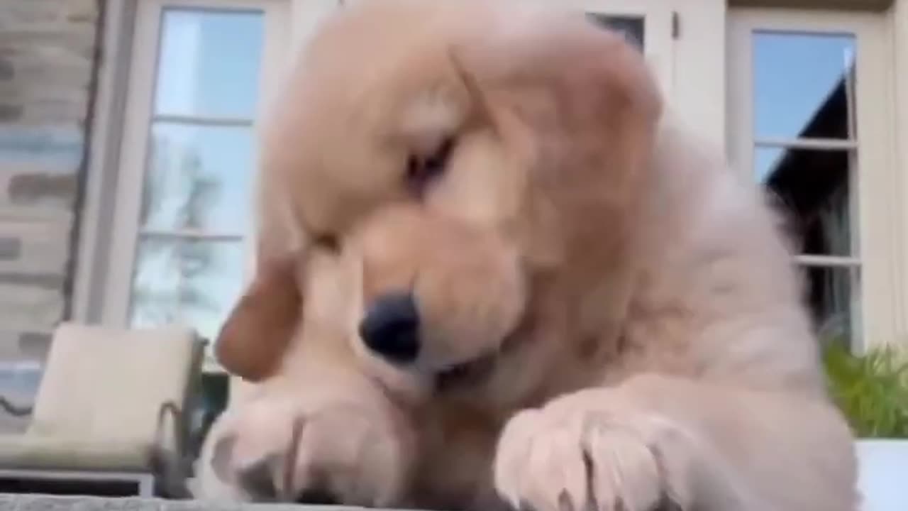 Puppy wants help down the Stairs!