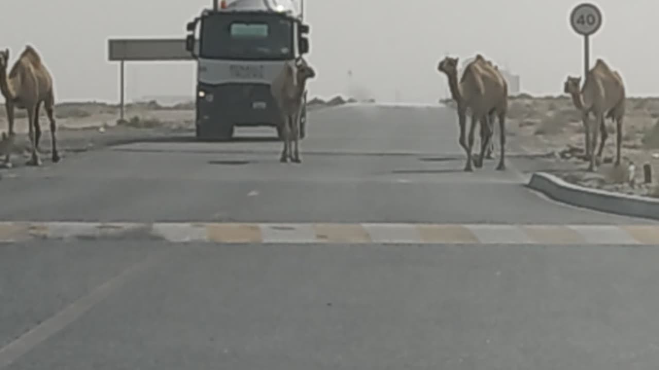 Dubai summer heat and camels crossing the road