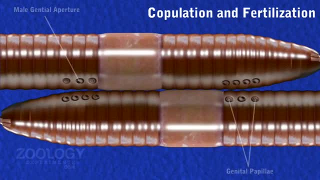 Earthworm- copulation and fertilization_Cut