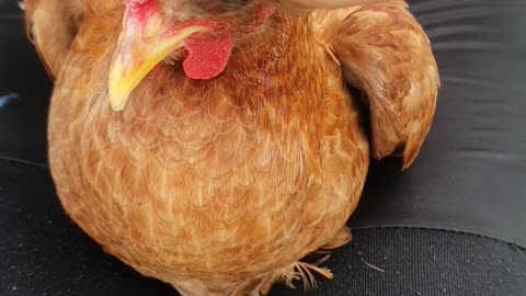 Chicken With Pigtails