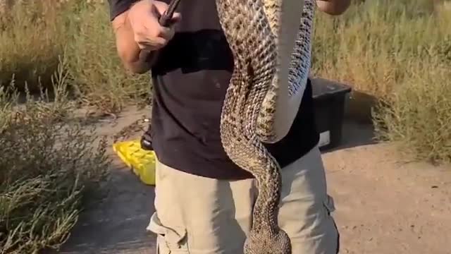 BIG RATTLESNAKE! 🐍