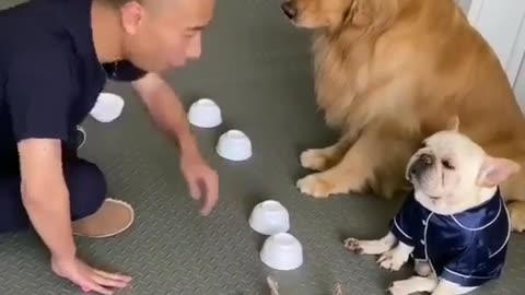 Juggler Dog