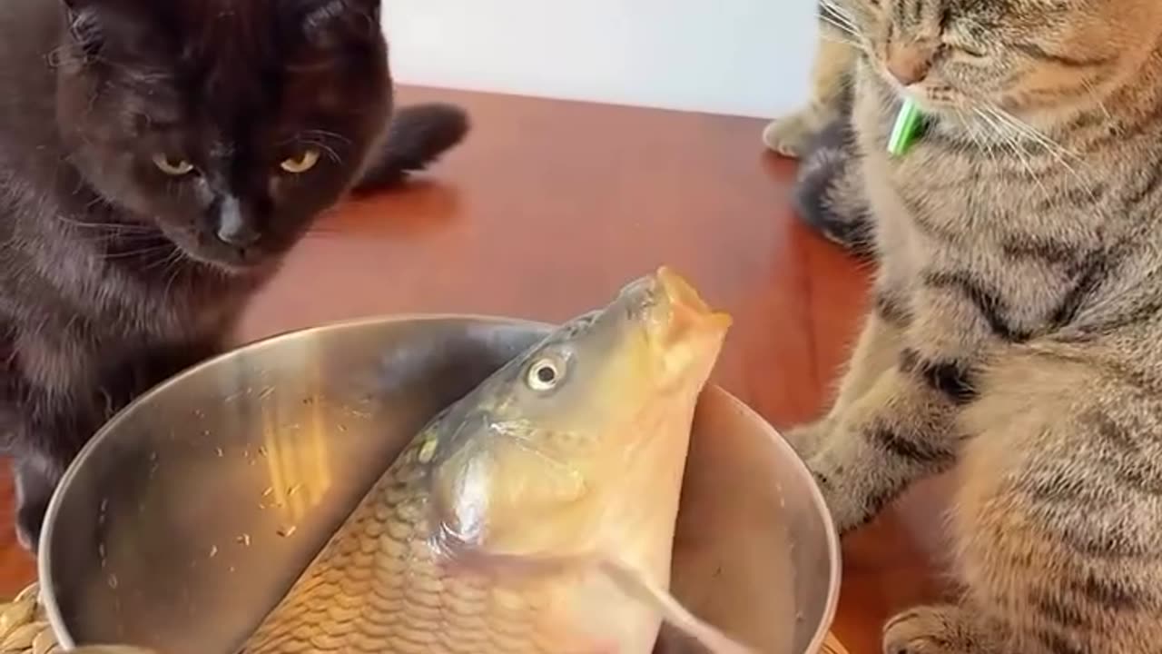 Interesting cat and fish video