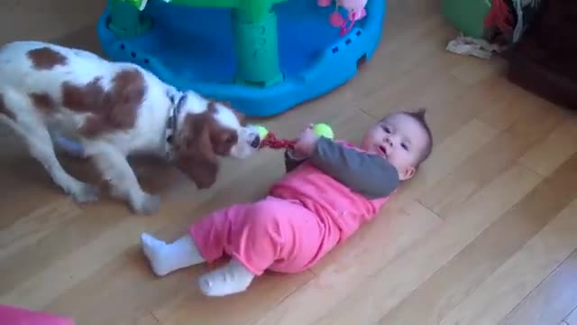 Dog vs Baby - Tug of War