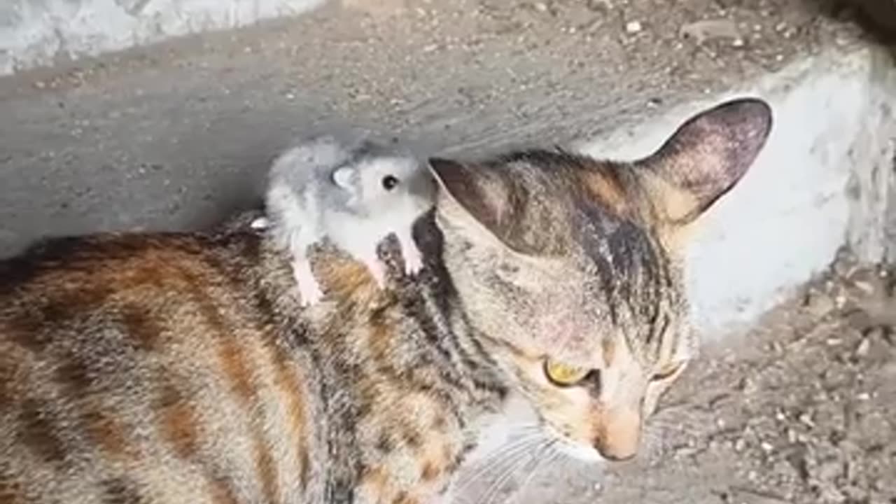 Funny cat and rat