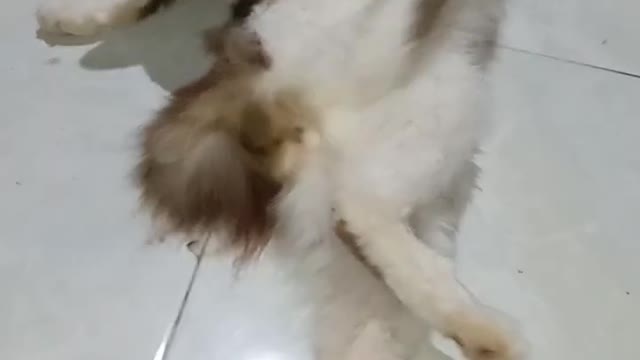 cute cat cleaning itself