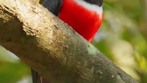Wild life Bird