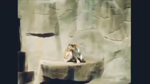 Very funny Tiger video 🐅