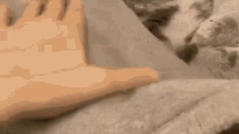 Cute Cat Gif