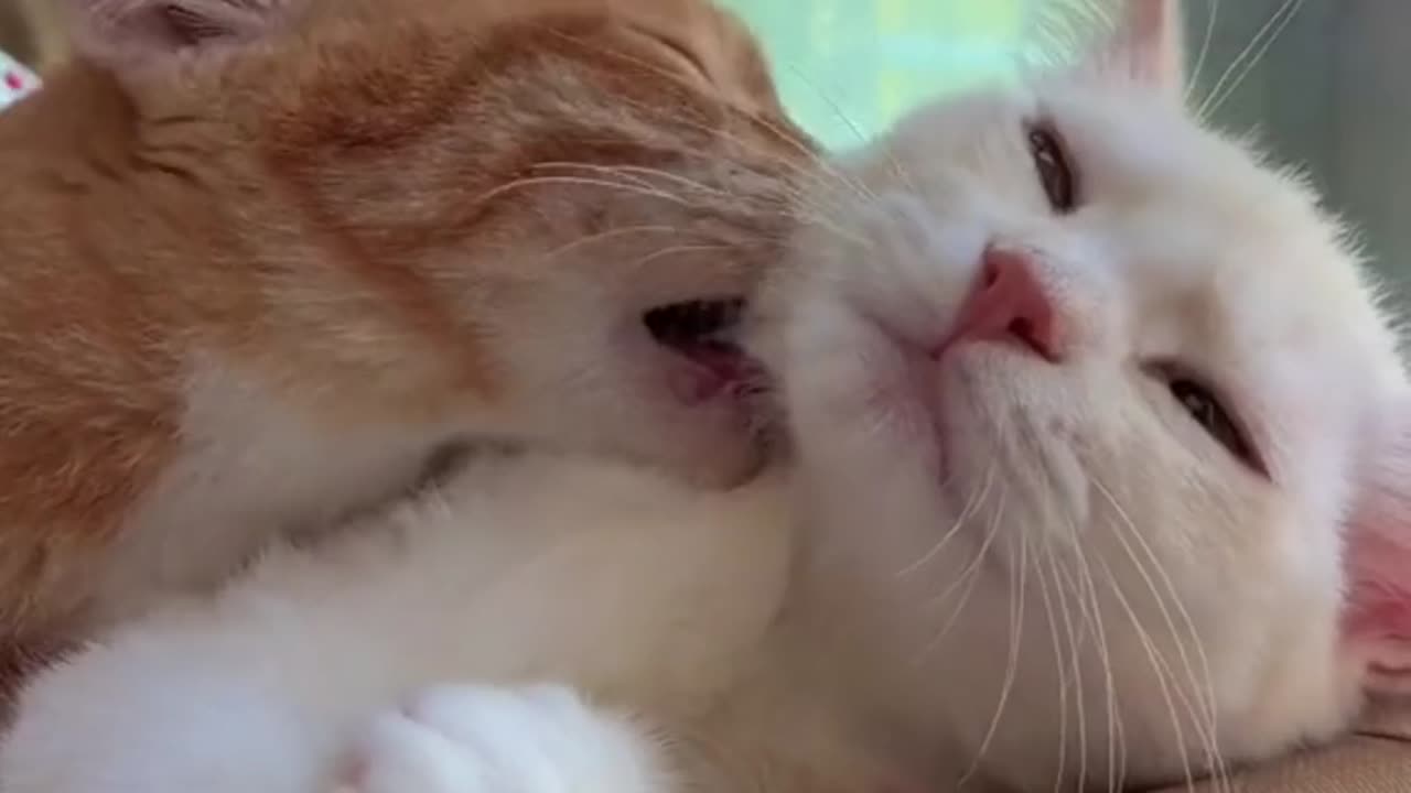 Wow! Cute cats video So cute so funny