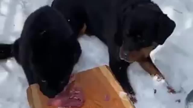 leopard and Dog Sharing their Food | Cute Animals Reaction | luna the leopard |