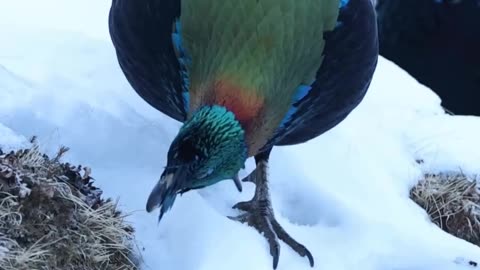 Wildlife