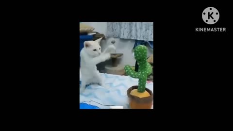 Funny videos of dogs and cats 😍😍😂