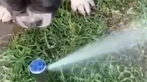 Funny animals