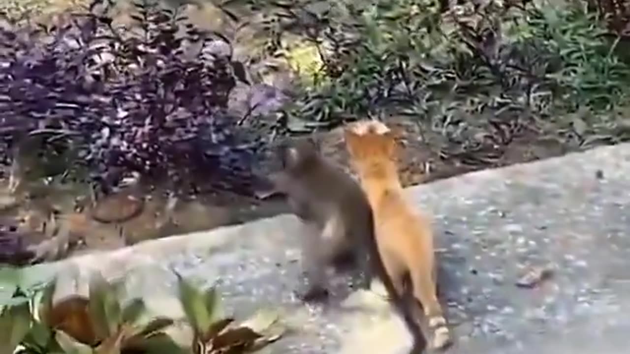 monkey and cat (two witnesses)being best buds