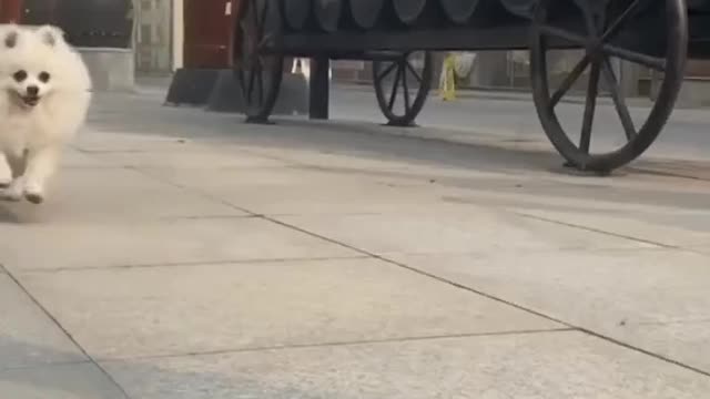 A cute understanding dog