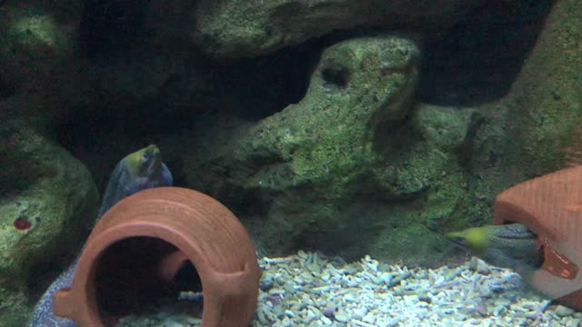 There is a black fish hidden in the rock