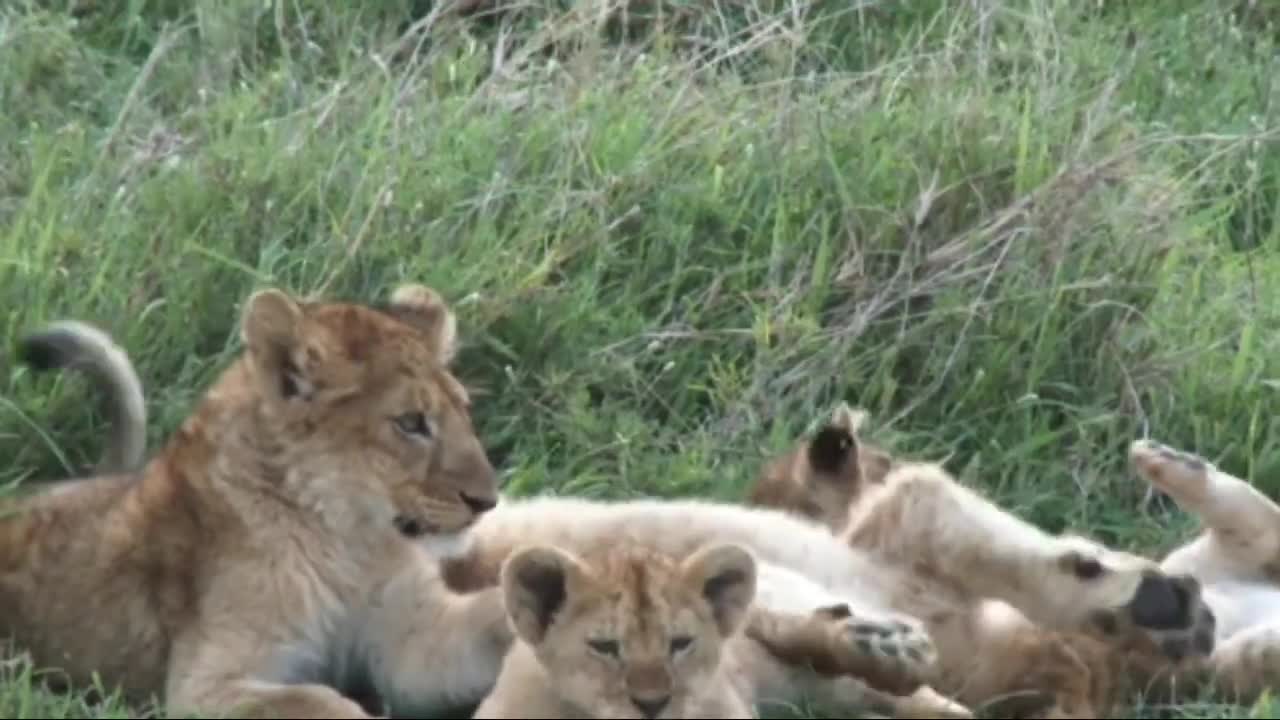 Adorable Lion Cubs with playing Mother