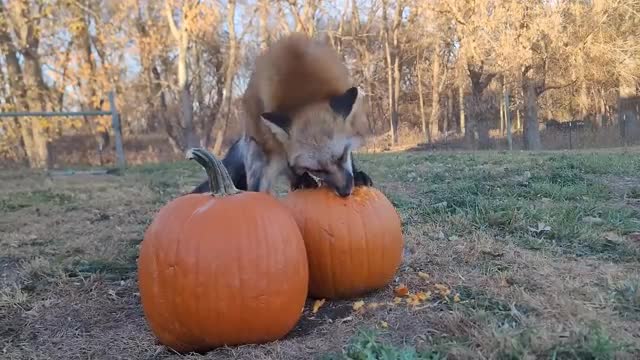 Phoenix is thankful for pumpkins this Thanksgiving