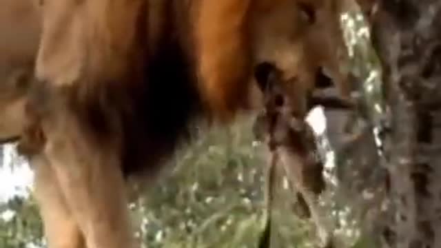 Tree Climbing Male Lion