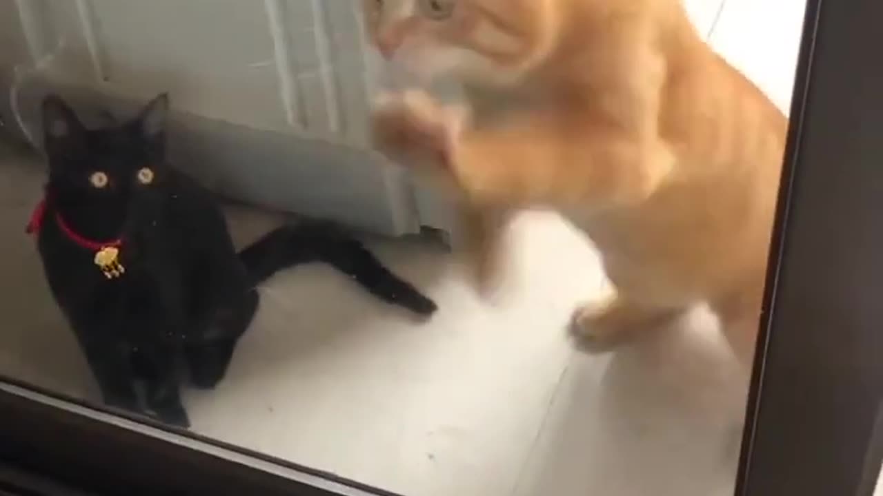 😁 FUNNY CAT VİDEOS😁#funny #cats #subscribe #cat #cutecats