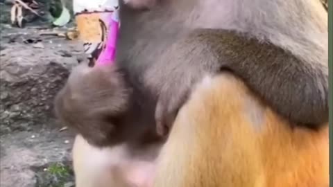 Monkey enjoying icecream