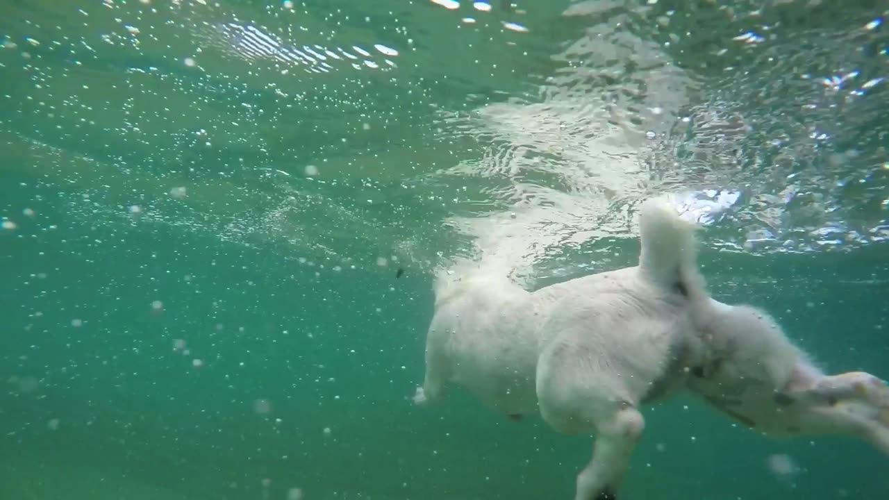 Dive and Doggy Paddle: The Joy of Canine Swimming