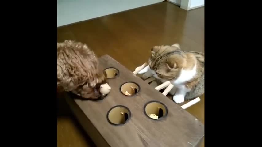 Cat is an expert at this whack-a-mole game