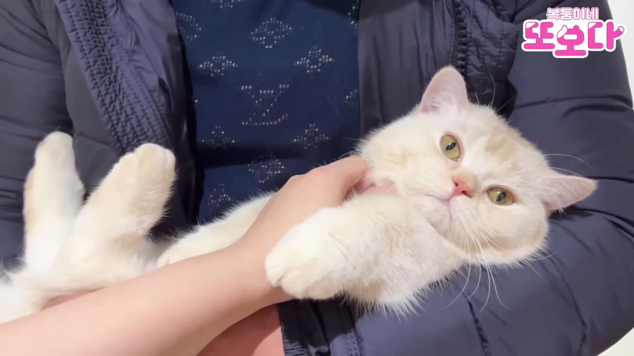 Best Funny Animal Videos Of The 2023 π€£ - Funniest Cats And Dogs Videos πΊπ