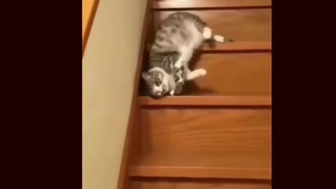 When laziness overloaded- Smart cat