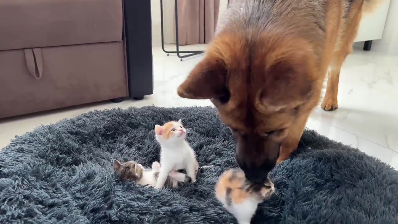 German Shepherd Shocked by Tiny Kittens occupying dog bed!