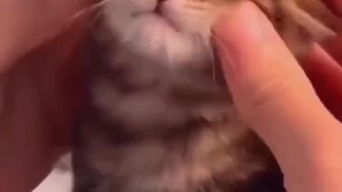 Kitten with fluffy cheeks