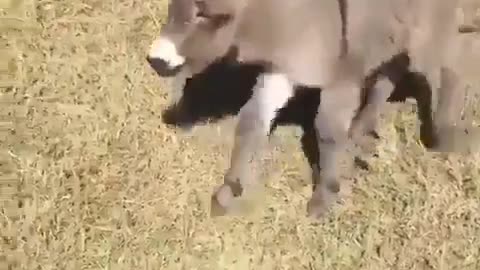 Little Donkey